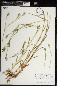 Dianthus armeria subsp. armeria image
