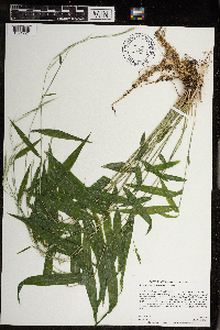 Brachyelytrum erectum image