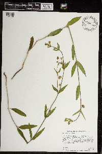 Mirabilis albida image