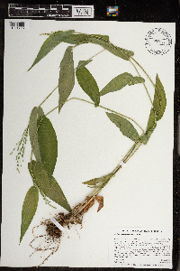 Dichanthelium latifolium image