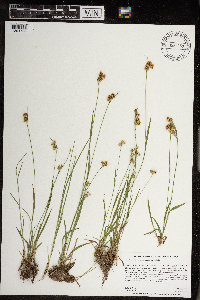 Luzula multiflora image