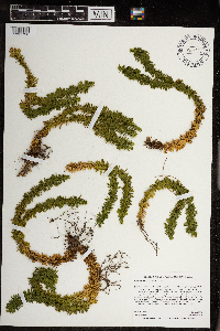 Thumbnail image of current specimen