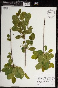 Frangula alnus image