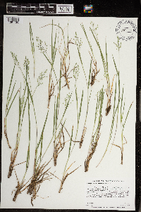 Dichanthelium linearifolium image