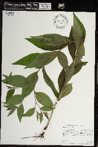 Lithospermum latifolium image