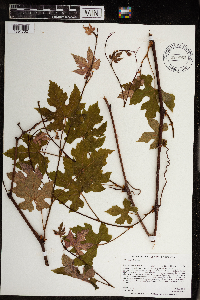 Image Associated With the Occurrence