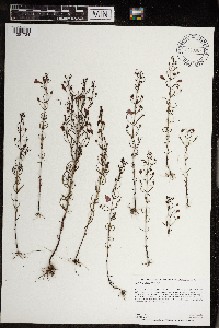 Agalinis tenuifolia image