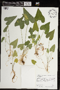 Viola grisea image