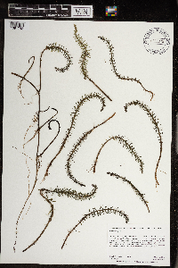 Hippuris vulgaris image