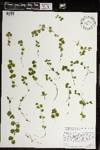Chrysosplenium americanum image