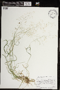 Agrostis perennans image