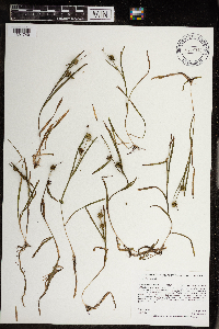 Sparganium natans image