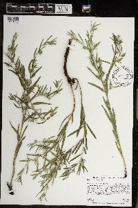 Lithospermum incisum image