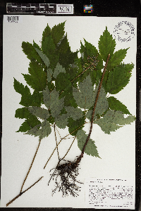 Actaea pachypoda image