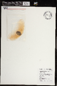 Alsomitra macrocarpa image