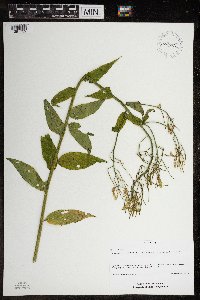 Hesperis matronalis image