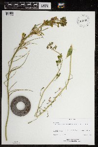 Hesperis matronalis image