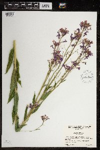 Hesperis matronalis image