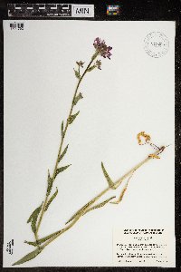 Hesperis matronalis image