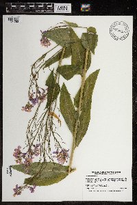 Hesperis matronalis image