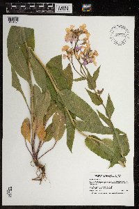 Hesperis matronalis image