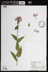 Hesperis matronalis image