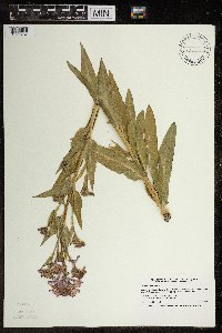 Hesperis matronalis image
