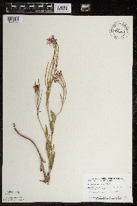 Hesperis matronalis image