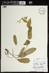 Hesperis matronalis image