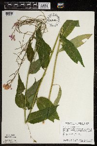 Hesperis matronalis image