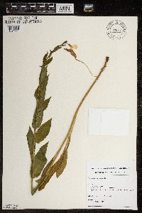 Hesperis matronalis image