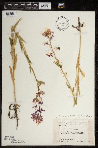 Hesperis matronalis image