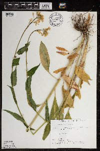 Hesperis matronalis image