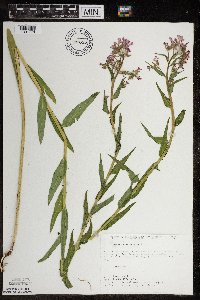 Hesperis matronalis image