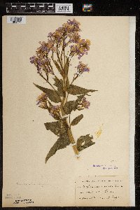 Hesperis matronalis image