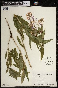 Hesperis matronalis image