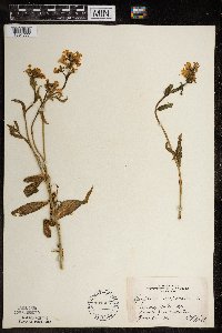 Hesperis matronalis image