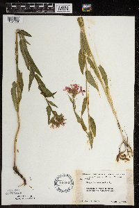 Hesperis matronalis image