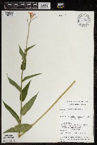 Hesperis matronalis image