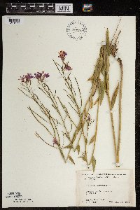 Hesperis matronalis image