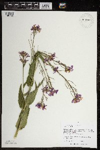 Hesperis matronalis image