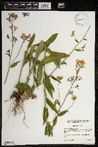 Hesperis matronalis image