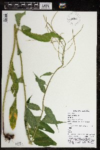 Hesperis matronalis image