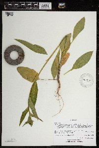 Hesperis matronalis image