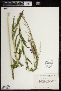Hesperis matronalis image