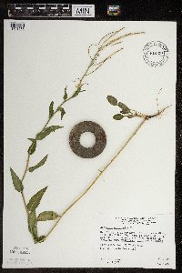 Hesperis matronalis image