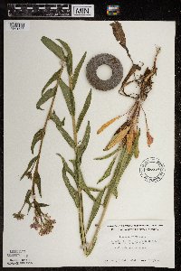 Hesperis matronalis image