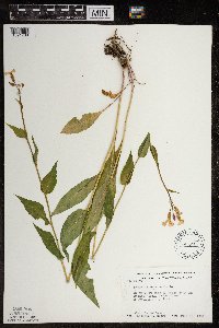 Hesperis matronalis image