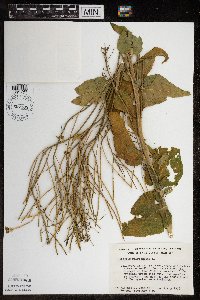Hesperis matronalis image