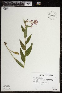 Hesperis matronalis image